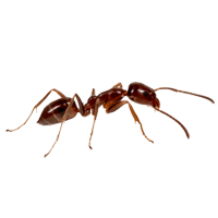 ANT