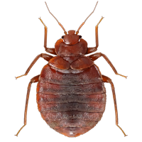 Bed Bug