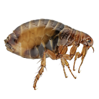 Fleas