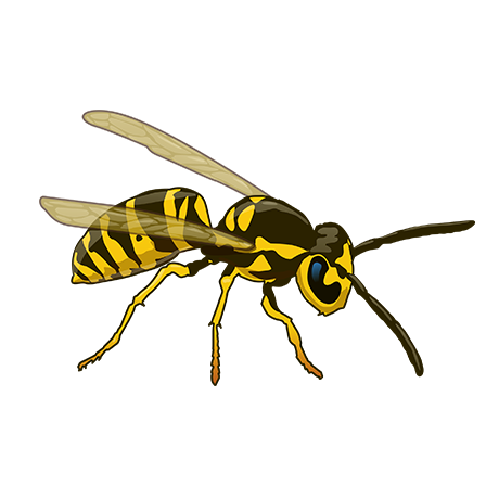 Wasps